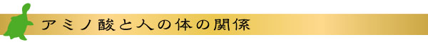 アミノ酸と人の体の関係